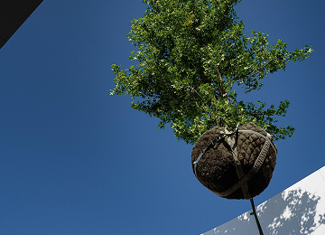 Un arbre, une vision, une promesse